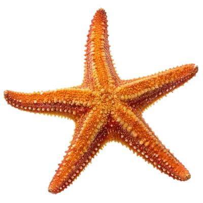 Imagen PNG para descargar